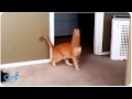 Cat Gets Stuck | Who Let the Cat Out of the Bag