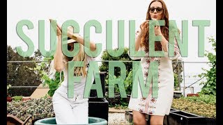 Succulent Farm, Gelato and Italian! (Story on Instagram)