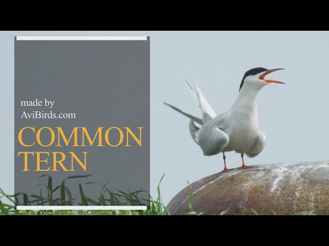 Rybák obyčajný (Sterna hirundo) — prehľad druhu a quick facts
