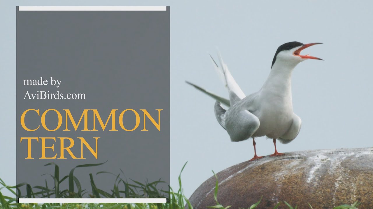 Common Tern [Sterna Hirundo]