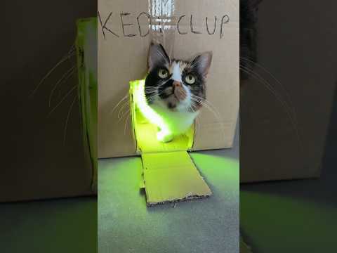 Sahibini İşe Göndermemek İçin Sarılan Kedi