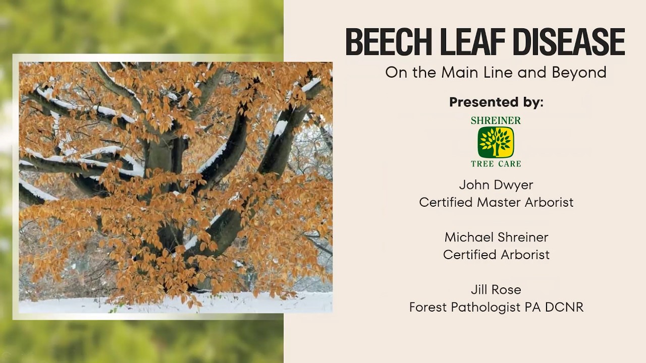 Beech Trees Under Threat: Understanding Beech Leaf Disease