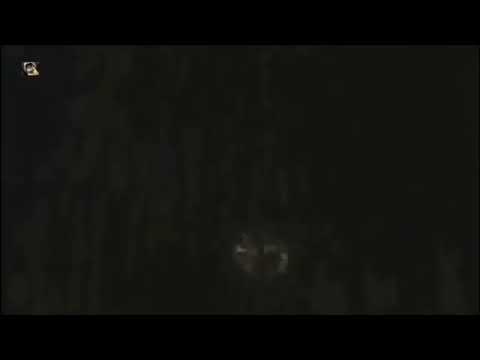 Documentário leopardo