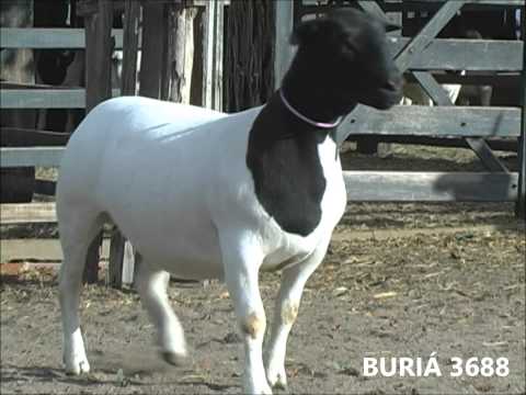 BURIÁ 3688 - LEILÃO DORPER CHRISTMAS - NACIONAL 2013