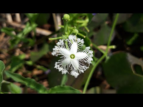 Flowers  Photography