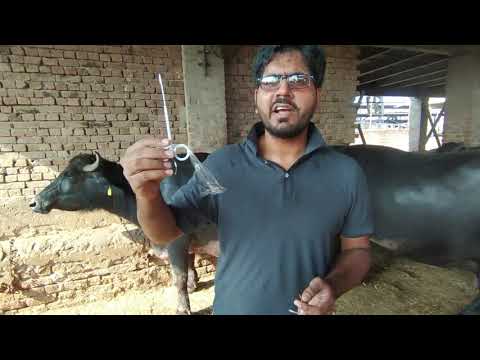 Teat Slitter 2 Blade - Normal Pattern