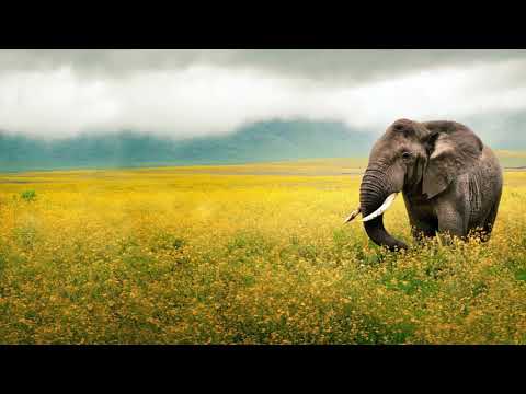 download lagu mp3 mp4 Tekiu, download lagu Tekiu gratis, unduh video klip Tekiu