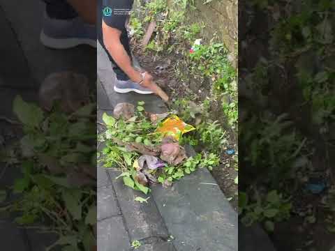 Kegiatan Kerja Bakti dan Penebaran Benih Ikan di Tukad Gang Pudak Kelurahan Ubung