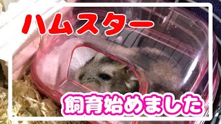 【ハムスター】#1家族が増えました!!