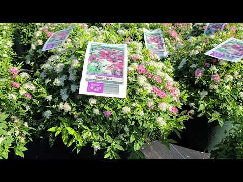 Spiraea Shirobana (Japanese Spirea) /STUNNING Pink, White & Deep Pink Flowers All On The Same Plant!