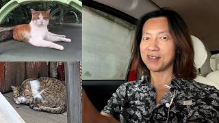 雑談／パークで野良猫を見つけても助けてはいけない・見守らなければならない理由をネコ好き目線で語ります（2026-08 東京ディズニーリゾート）