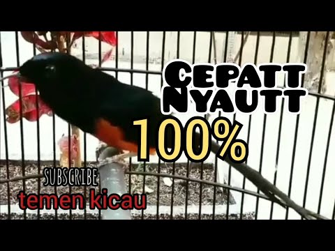 suara murai batu ngerol panjang - Mp3