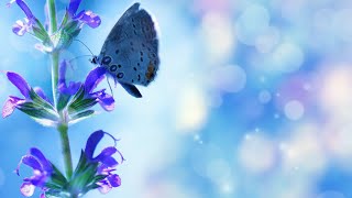 עליית התורה | תוכנית בשידור חי! לימוד בספרי רבי נתן מברסלב זיע"א