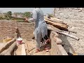 Desi Bhabhi Hot Vlog Cleaning Cleaningvlog