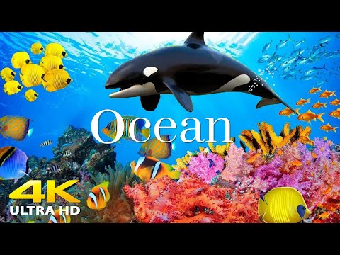 4K Stunning Underwater Wonders of the Red Sea + Relaxing Music - Coral Reefs & Colorful Sea Life