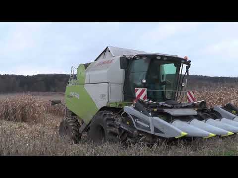 3.Ha Mais Dreschen mit Claas Tucano 330 und 6.Reihigen Geringhoff Maispflücker   November 2021