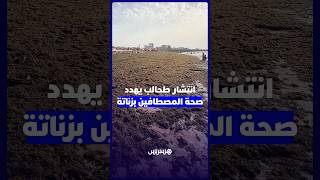تسبب أمراض جلدية.. انتشار طحالب يهدد صحة المصطافين بزناتة thumbnail