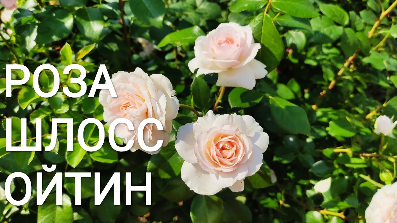 РОЗА ШЛОСС ОЙТИН. (Schloss Eutin, Kordes, 2005)