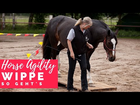 Freestyle Horse Agility - die Wippe