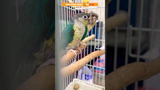 Gorgeous Green-cheeked parakeet 🦜pair 😍❤️ #shorts #birds #parakeet #views #petlover #rasalkhaimah
