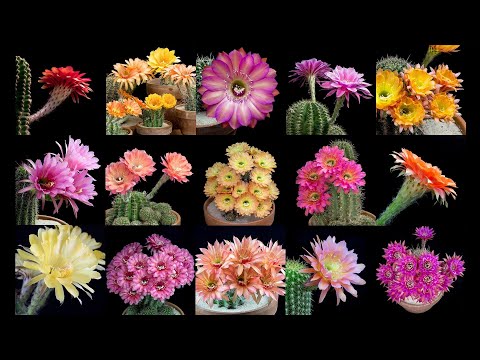 仙人掌開花代表什麼