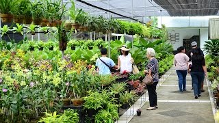 preview picture of video 'Santi Orchid di Taman Anggrek Ragunan'
