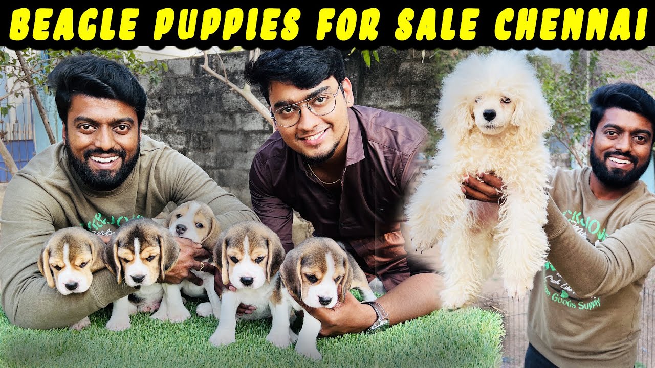 Watch video British Beagle Champion Puppies with MICROCHIP For SALE in Chennai | DAN JR VLOGS Now British Beagle Champion Puppies with MICROCHIP For SALE in Chennai | DAN JR VLOGS