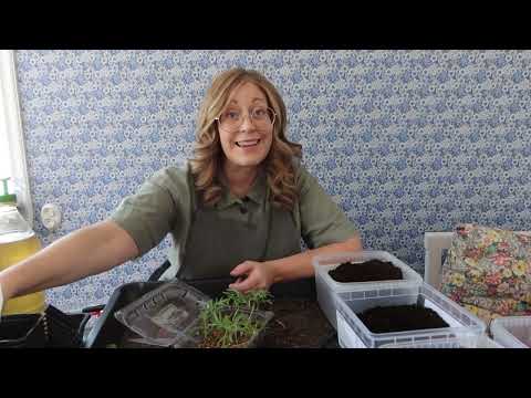 Tips Jätteverbena & Rosenskära del 2