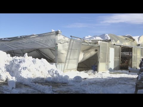 Draudt's greenhouses in Hamburg collapse under weight of snow