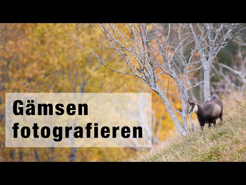 Gämsen fotografieren