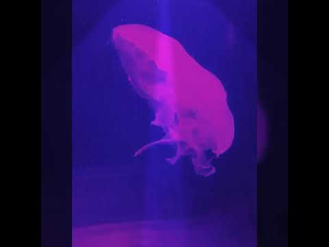 This Party is Over Now Lyrics - yo yo honey Singh (mitron)