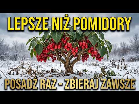 Lepsze Niż Pomidory. Produkuje Przez Cały Rok, Przechowuje 6 Miesięcy, Nie Wymaga Ponownego Sadzenia
