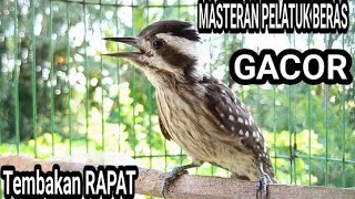 Download lagu Suara pancingan pelatuk beras betina memanggil jantan cepat gacor/hitungan detik langsung nyahut. mp3 Download lagu Suara pancingan pelatuk beras betina memanggil jantan cepat gacor/hitungan detik langsung nyahut. mp3