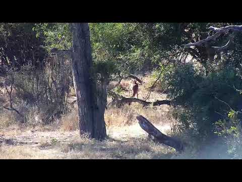 Djuma: Warthogs, Impalas, Kudus, Nyalas and Squirrel - 14:30 - 07/18/20