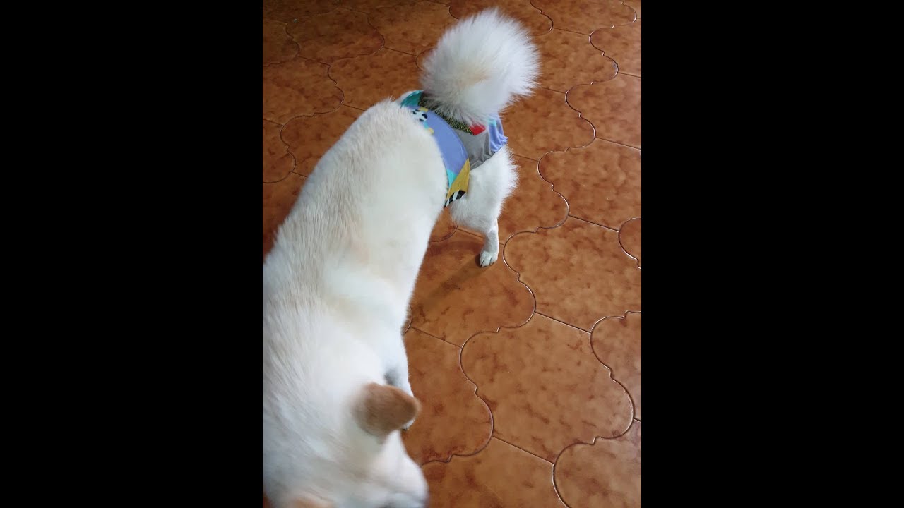 Mutandina igienica Hime