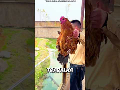 Ele ALIMENTA os Animais! #curiosidades #incrível #animal