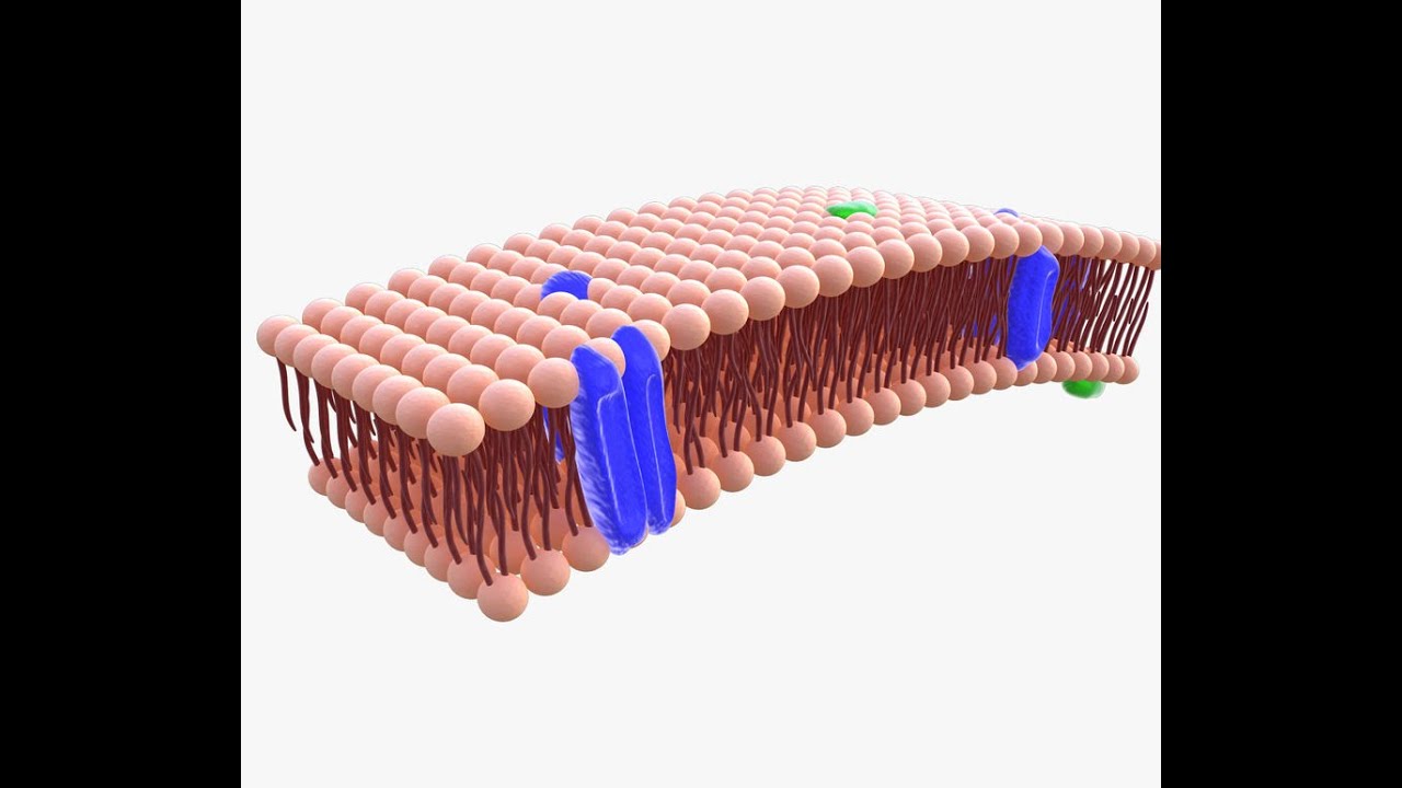 GALAS, 3D MODEL OF CELL MEMBRANE