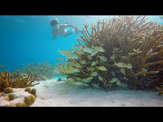 Bonaire snorkeling and diving 1000 steps GoPro