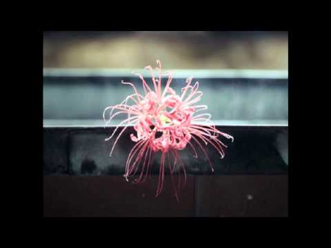 Michael Galasso - Scene 1