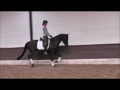 DANILO 5j. v. Don Frederico - Escudo - VB 8.000,- Euro