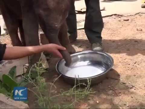 Baby elephant saved after wandering into SW China home