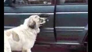 preview picture of video 'Le chien voleur de voiture'