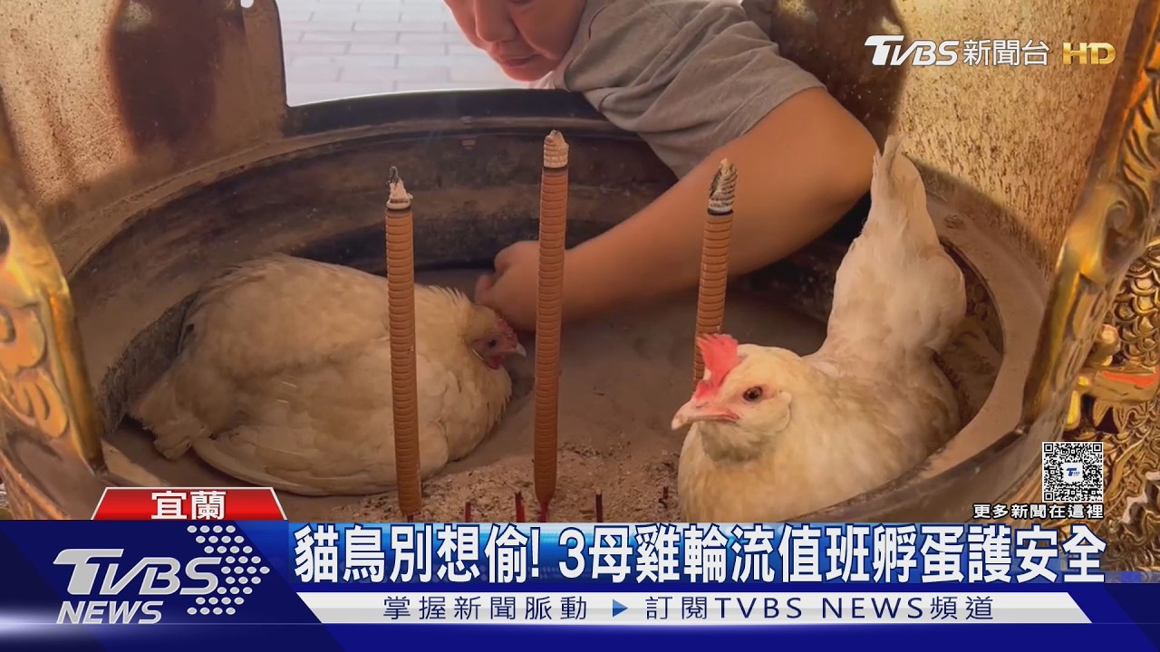 影音／香爐變產房！宜蘭3母雞「輪流孵蛋」　被香灰燙也不退縮堅守崗位