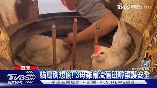神明也要讓位? 母雞佔香爐當專屬產房