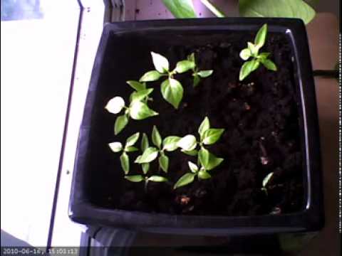 Peppers Timelapse