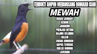 Download lagu MASTERAN DAHSYAT MURAI BATU BONGKAR ISIAN MEMANCING LAWAN EMOSI mp3
