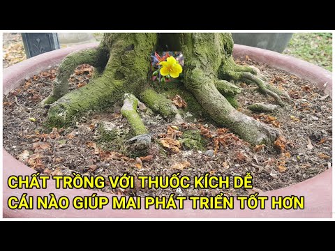 🔴 QBS22128 - CHẤT TRỒNG QUAN TRỌNG HƠN HAY THUỐC KÍCH DỄ QUAN TRỌNG HƠN || GIÁ THỂ TRỒNG MAI VÀNG