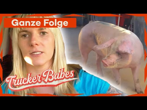 150 unruhige Schweine an Board - Cindy meistert die Herausforderung | GANZE FOLGE | Trucker Babes