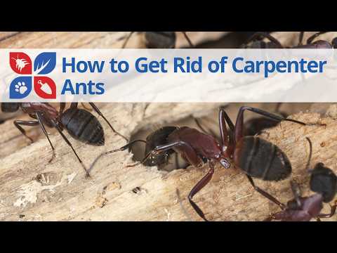  How to Get Rid of Carpenter Ants Video 