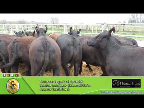 07-09-19 - Venta de Terneras A.Angus Generales - Cabaña Huaca Curú - Azucena